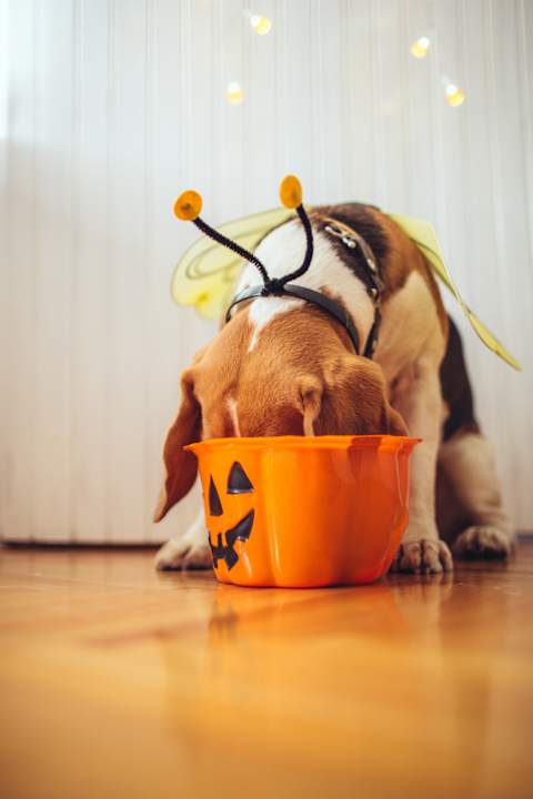 There better be dog treats in that bucket.