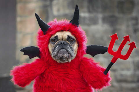 We hope there’s a collar with an ID tag under that costume.